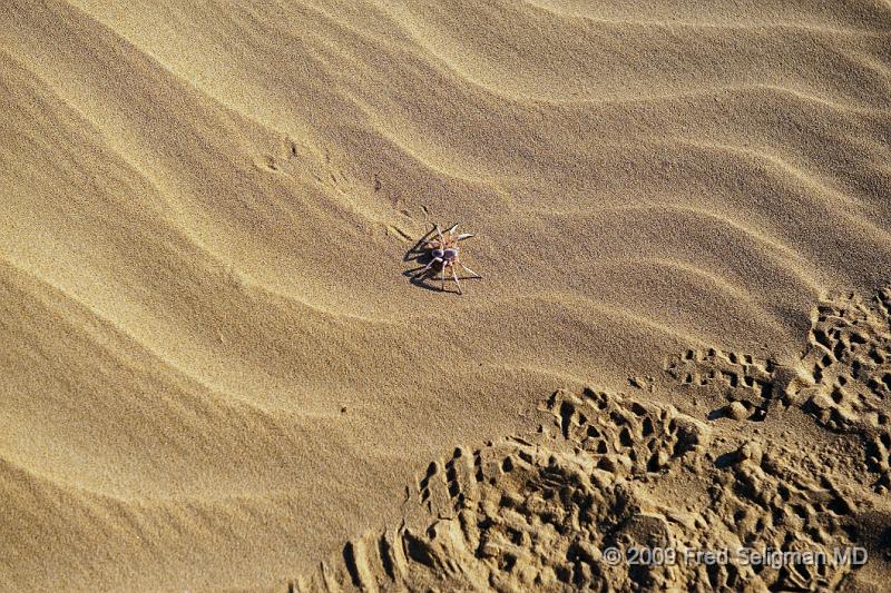 20090605_074153 D3 X1.jpg - Spider, Skeleton Coast, Namibia